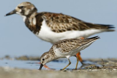 Least Sandpiper