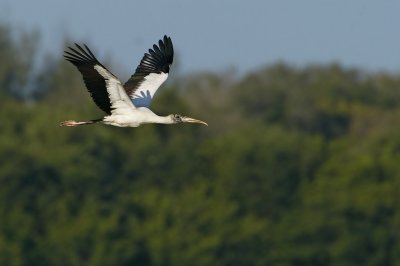 Wood Stork