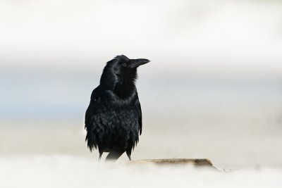 Fish Crow