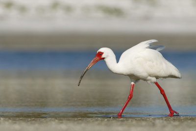 White Ibis