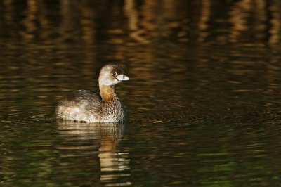 Pied-billed  Grebe