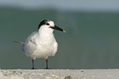 Sandwich Tern