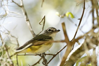 Blue-headed Vireo