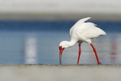 White Ibis