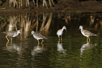 Greater Yellowlegs