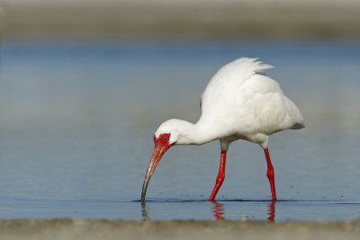 White Ibis