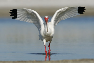 White Ibis