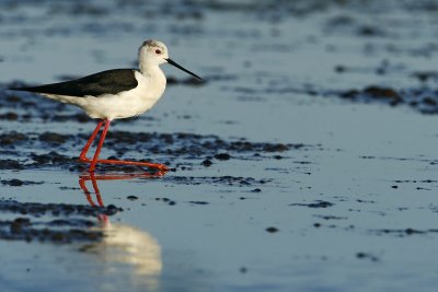 Black-necked Stilt