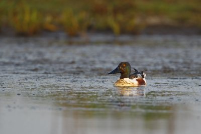 Shoveler