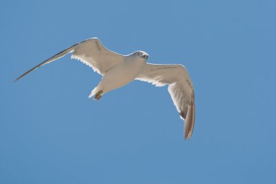 Black-tailed Gull