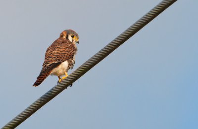 American Kestrel