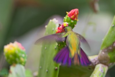 Antillean Mango