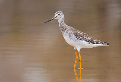 Lesser Yellowlegs