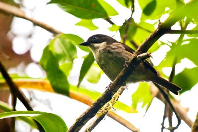 Puerto Rican Tanager