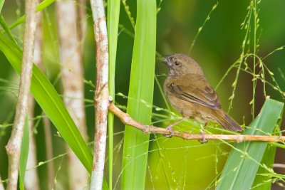 Black-faced Grassquit