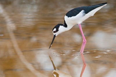 Black-necked Stilt