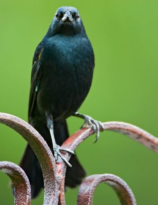 Yellow-shouldered Blackbird