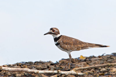 Killdeer