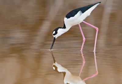 Black-necked Stilt