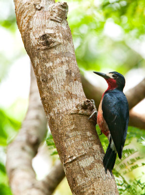 Puerto Rican Woodpecker