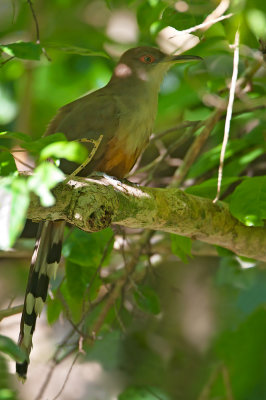 Puerto Rican Lizzard Cuckoo