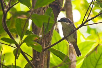 Puerto Rican Tanager