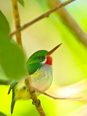 Puerto Rican Tody