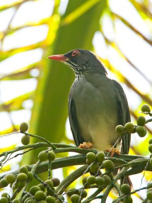 Red-Legged Thrush