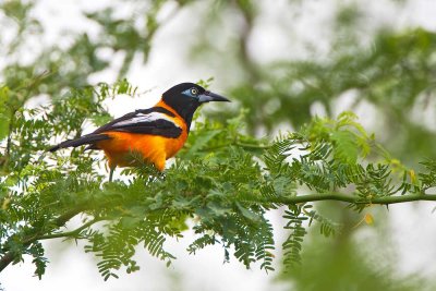 Venezuelan Troupial