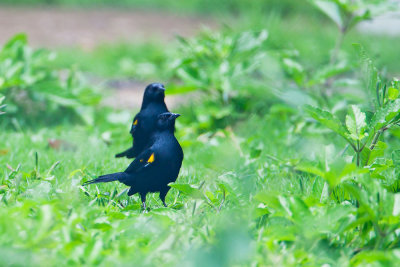 Yellow-shouldered Blackbird