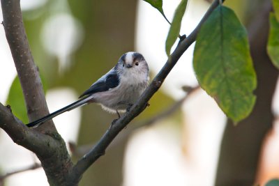 Long-tailed Tit