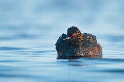 Black-necked Grebe