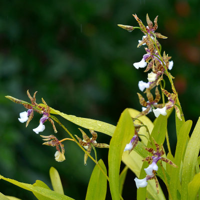 Rain Forest Orchid