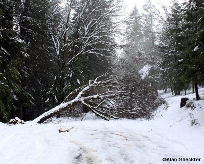 Dogtown Road in Magalia, completely blocked