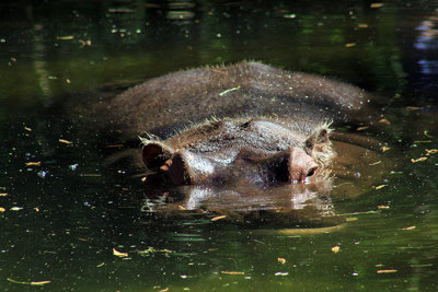 Lu, the 51-year-old hippo, the only non-native species in the park
