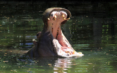 Lu the hippo