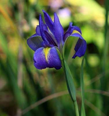 Wild iris