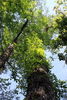 Mature cypress trees