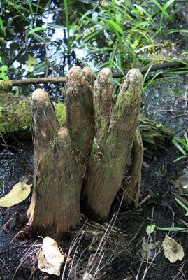 Cypress tree knees