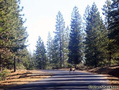 Skyway now paved three miles above Inskip toward Butte Meadows