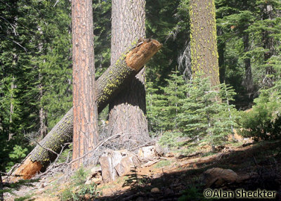 When this tree fell, did it make a sound?