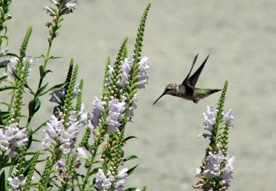Hummingbird at New Clairvaux winery