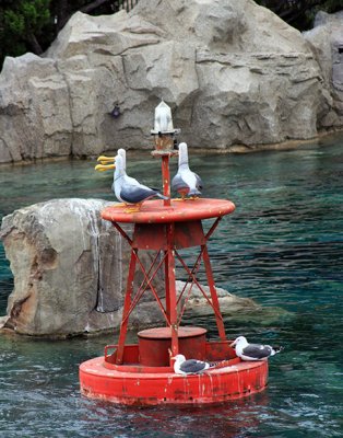 Real seagulls on bottom, Nemo talking seagulls on top