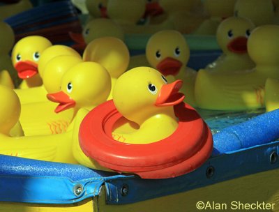 Rubber ducks on the midway