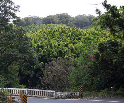 We begin the Road to Hana. Hmmm, those plants really look smokable!