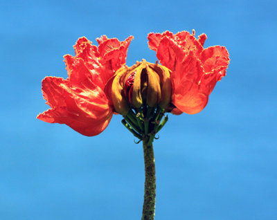 Hillside flora