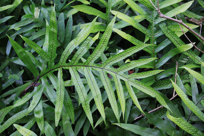 Local flora