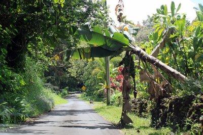 Overhanging banana tree on Nahiku Road
