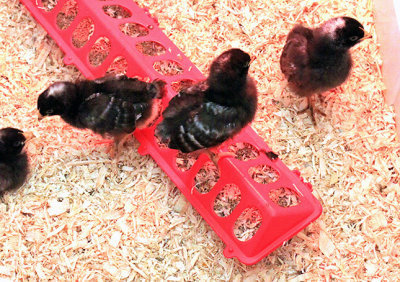 Martha and Rob's baby chicks
