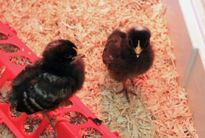 Martha and Rob's baby chicks